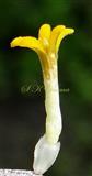 Disc Floret